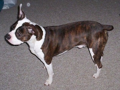 Olde boston bulldogge cheap